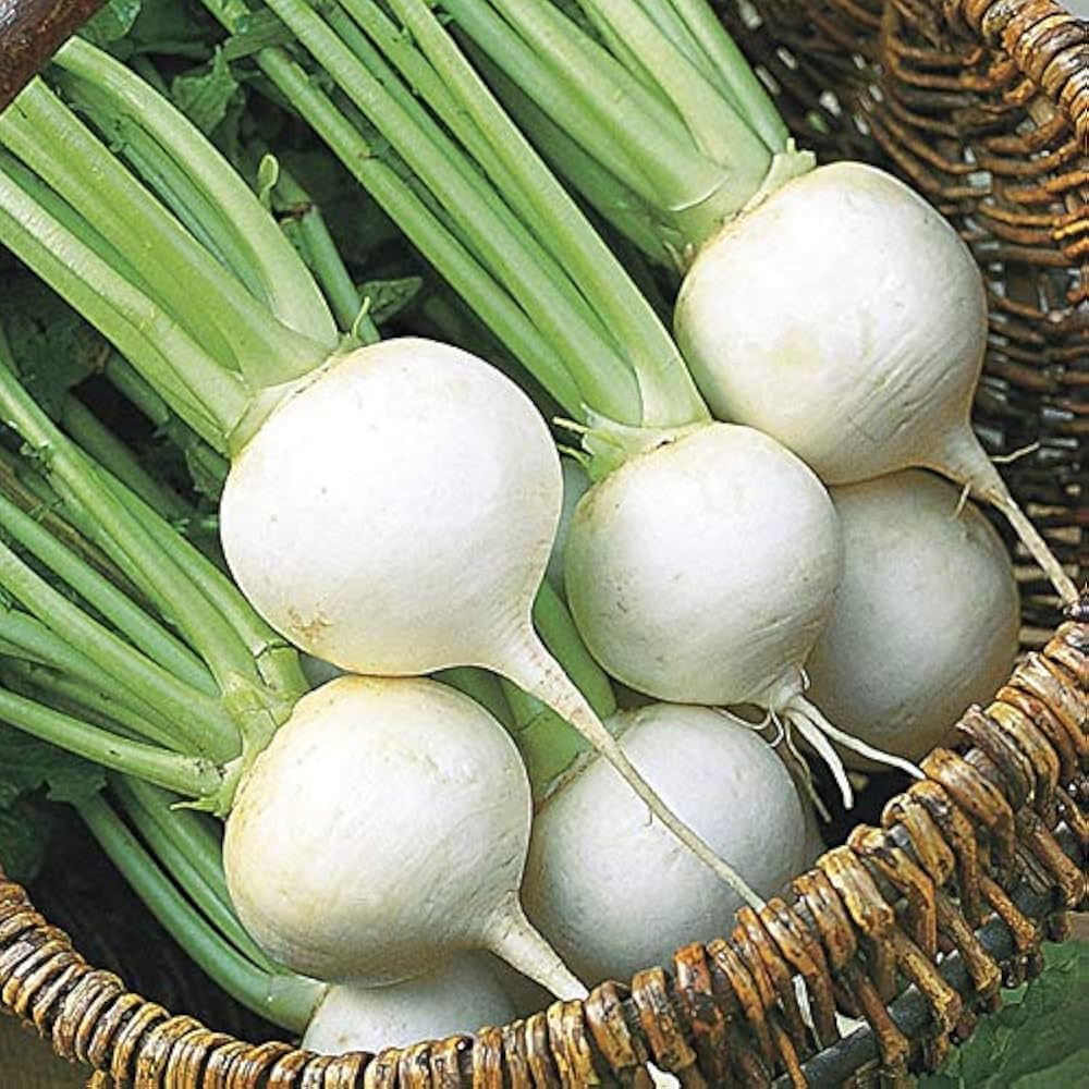 Hakurei Turnip Seeds for Planting Brassica rapa for vegetable patches and home gardens