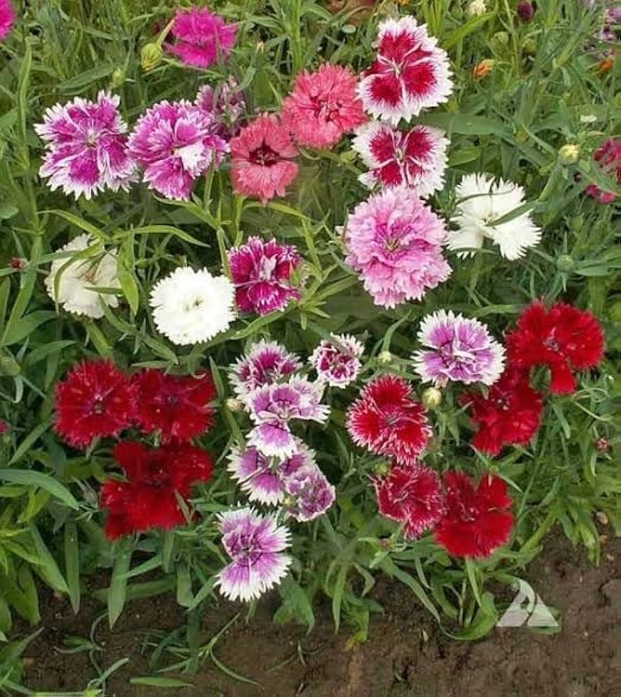 Mixed Dianthus Sonata Flower seeds for Planting - Fragrant Blossoms, Heirloom & GMO Free Seeds for Home Garden