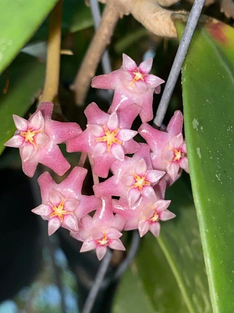 Soft Pink Hoya Flower Seeds for Planting Colorful Display Heirloom & GMO Free Seeds for Home Garden
 
 Sale
