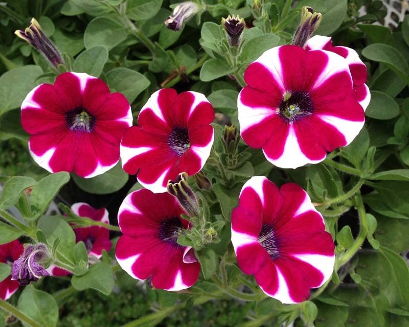 Climbing Petunia Petunia hybrida Seeds for Planting trellis garden floral display