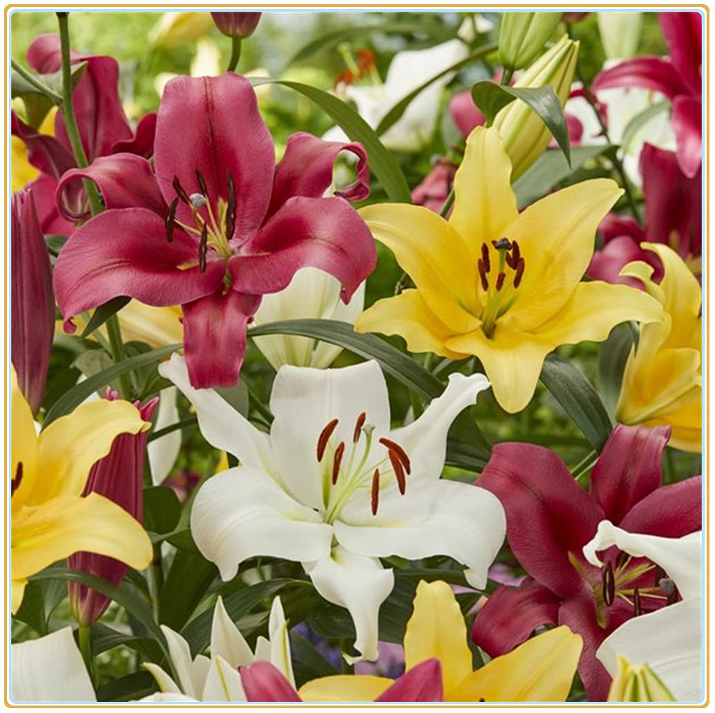 Mixed Di Giglio Flower seeds for Planting - Easy to Grow, Heirloom & GMO Free Seeds for Home Garden
 
 Sale seeds for home garden