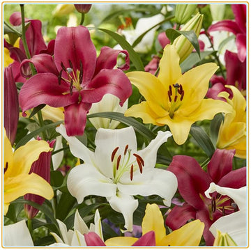 Mixed Di Giglio Flower seeds for Planting - Easy to Grow, Heirloom & GMO Free Seeds for Home Garden
 
 Sale seeds for home garden