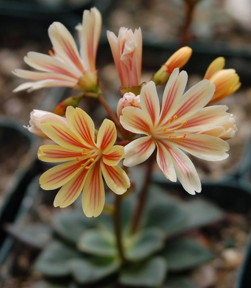 Mixed Lewisia Flower Planting Seeds - Vibrant Perennial Blooms for Beautiful Gardens
