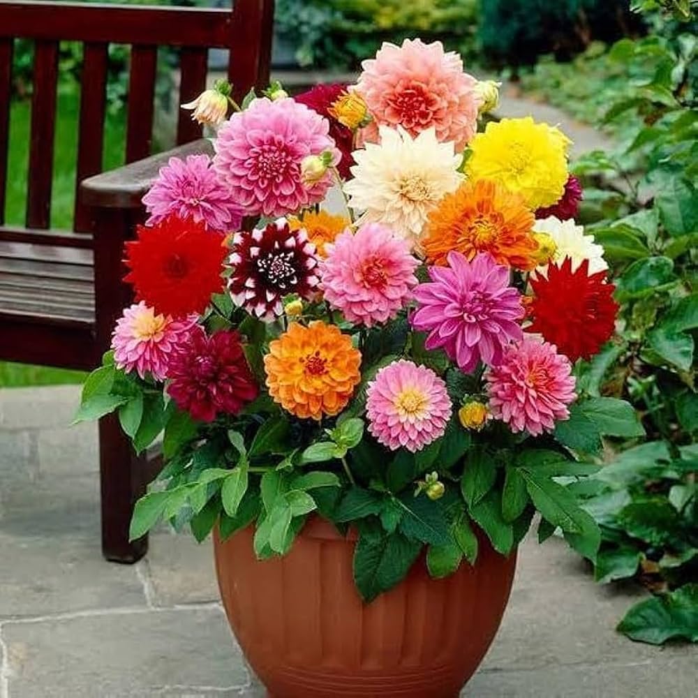 Misti Dalia Flower Seeds – Soft and Elegant Garden Blooms