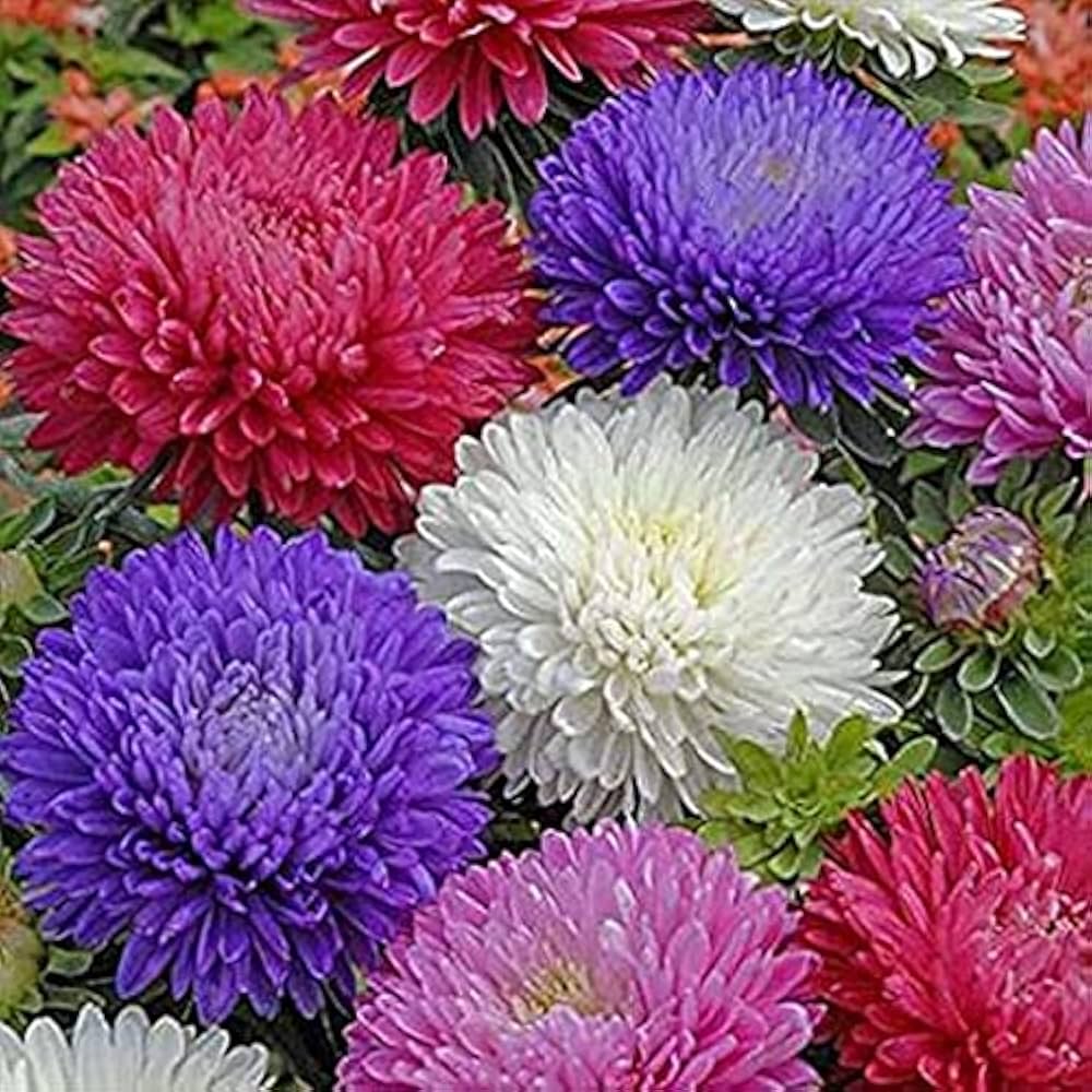Ostrich Plume Aster Seeds – Cut Flower Mix Annual with Feathery Blooms