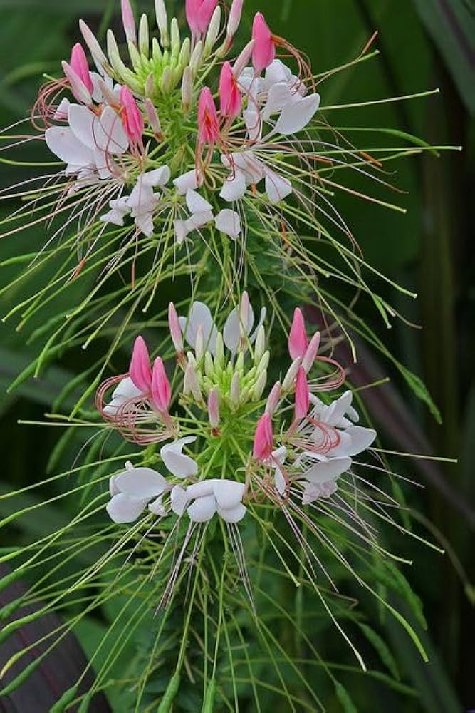 Evergrowseeds dwarf Cleome hassleriana flower seeds for planting in flower beds, showing 20 seed packets with colorful flower illustrations.