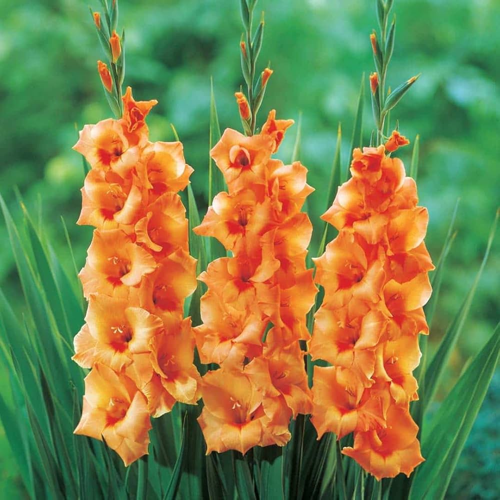 Pink Gladiolus Hybridus Flower seeds for Planting - Hardy Variety, Heirloom & GMO Free Seeds for Home Garden