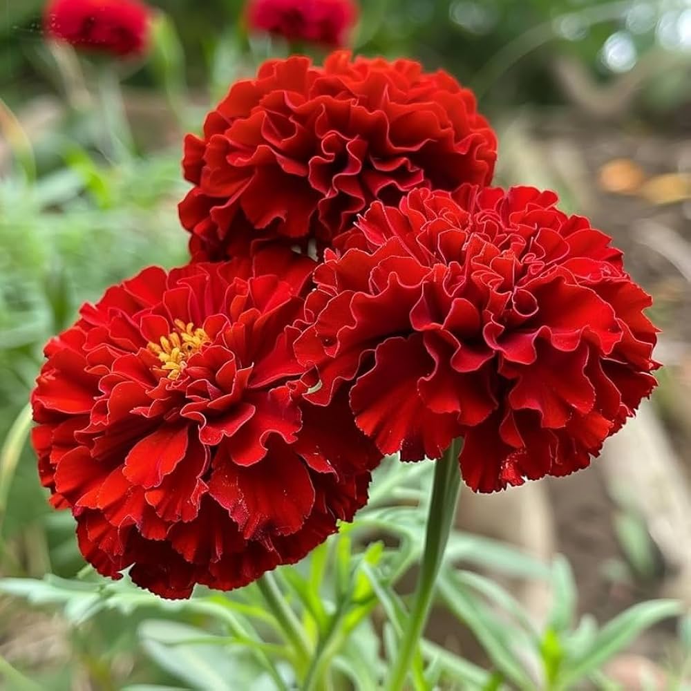 Red White Marigold Flower Seeds for Planting Garden Favorite Heirloom & GMO Free Seeds for Home Garden
 
 Sale