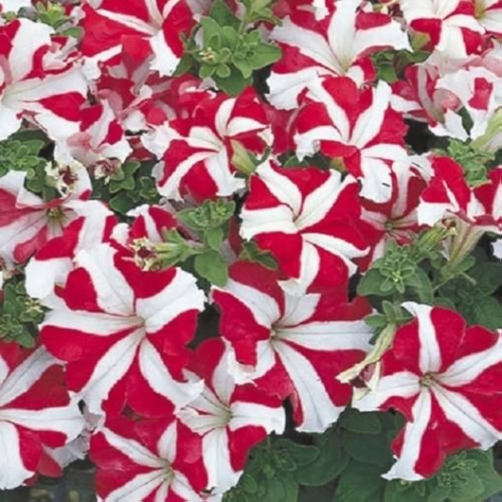 Pelletta Petunia Seeds of Ultra Red Star