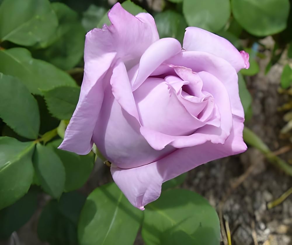 Lavender Rose Seeds for Planting Rosa spp. for flower beds and fragrant gardens