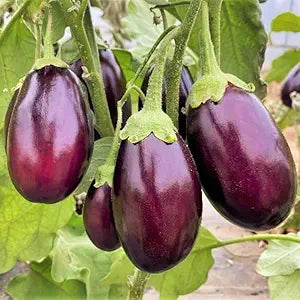 Eggplant Solanum melongena Vegetable Seeds for Planting in Vegetable Patch & Garden