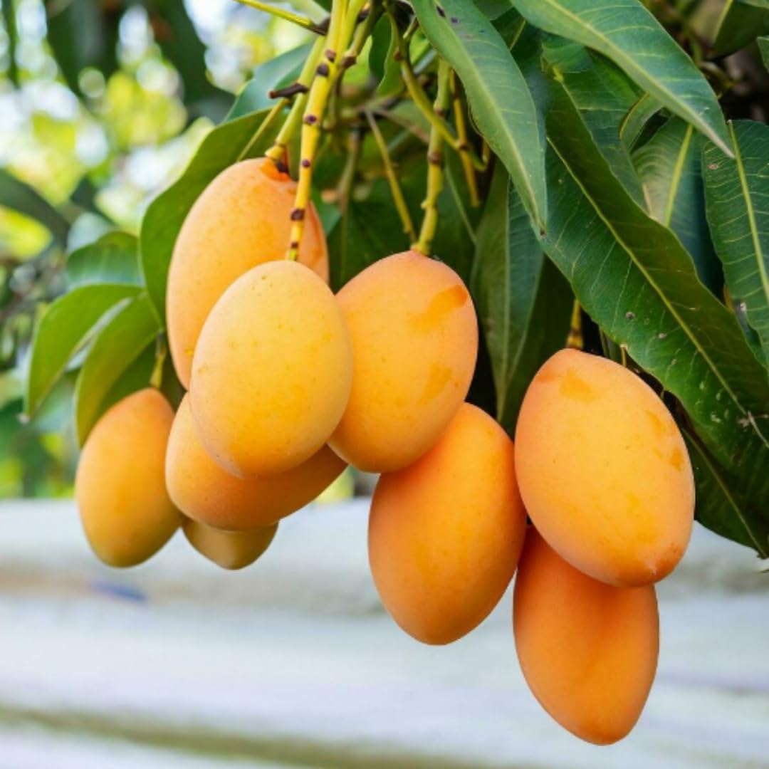 Sweet Mango Seeds for Planting