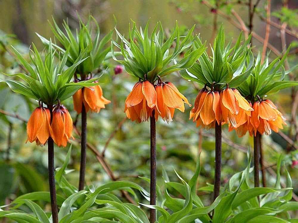 Imperialis Flower seeds for Planting - Shade Tolerant, Heirloom & GMO Free Seeds for Home Garden