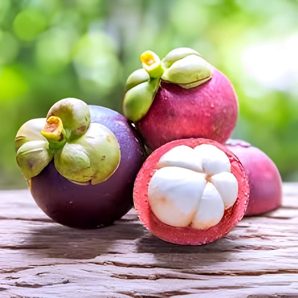 Mangosteen Seeds for Planting - Exotic Fruit Seeds for Home Garden