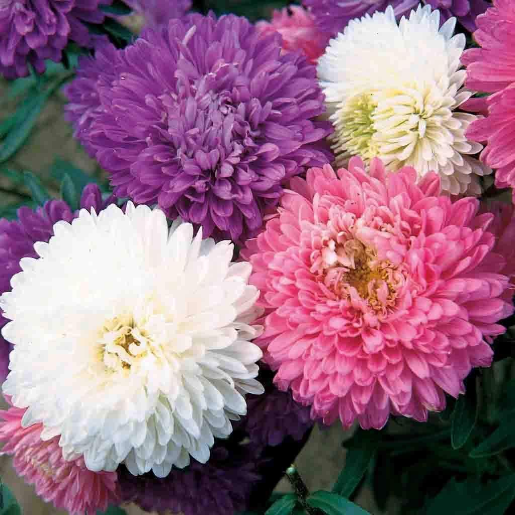 Double Aster Aster Amellus Seeds for Planting - Perfect for Flower Bed & Urban Garden