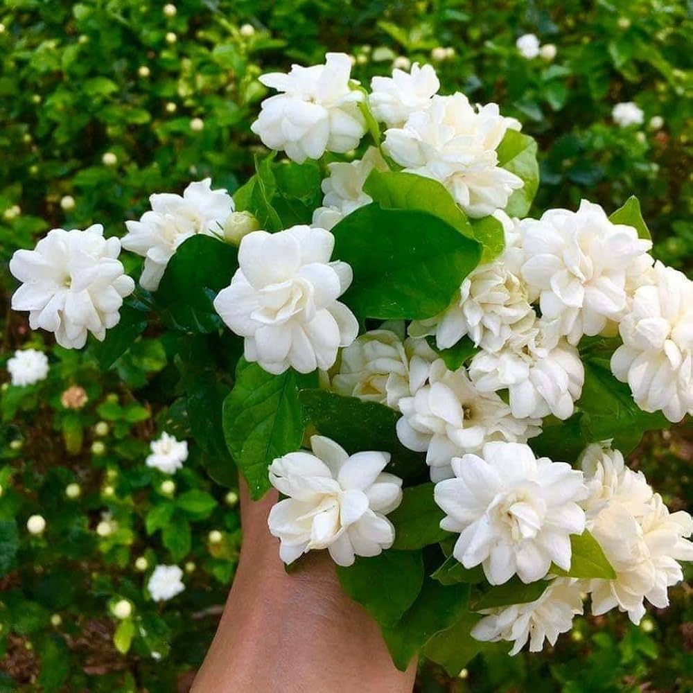 White Jasminoides Flower seeds for Planting - Garden Favorite, Heirloom & GMO Free Seeds for Home Garden