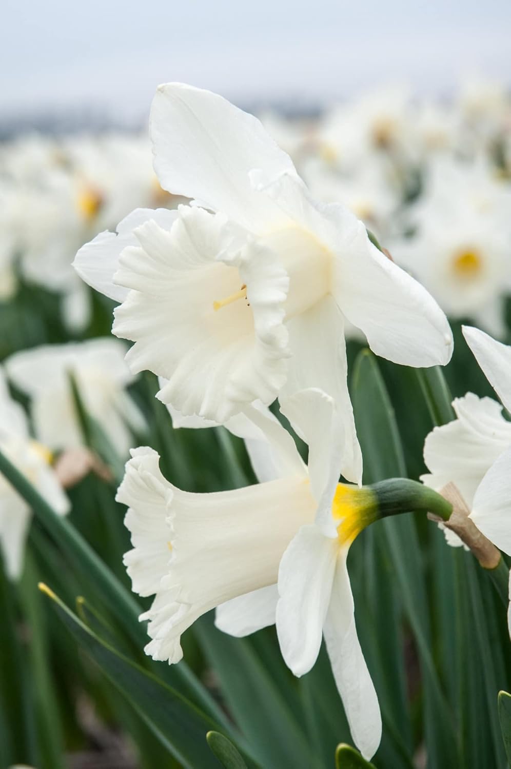 Daffodils Flower Seeds Planting White blooming in flower beds, containers, borders, and pollinator-friendly gardens