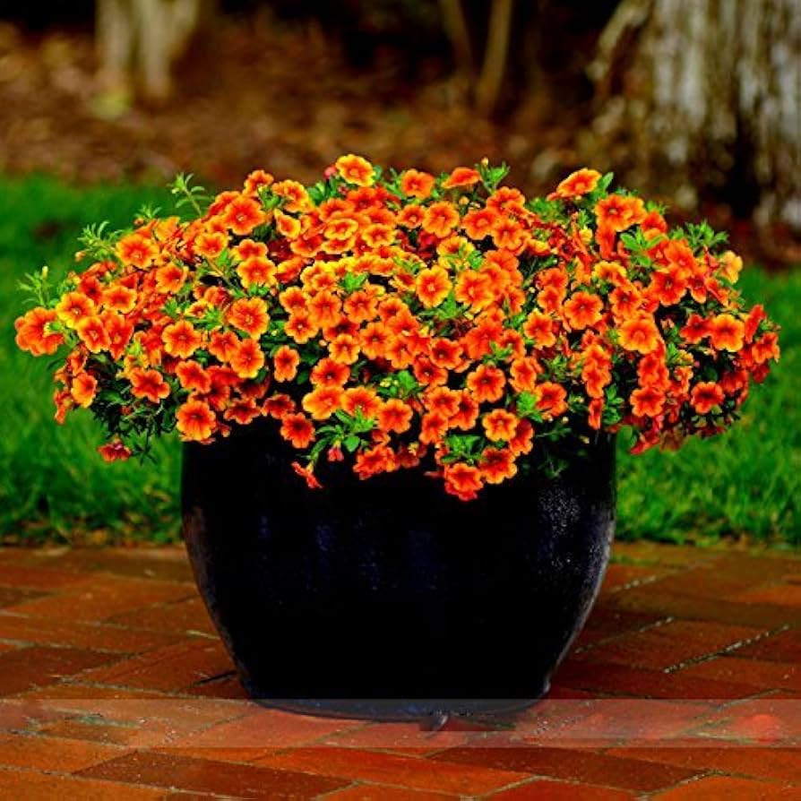 Mixed Calibrachoa Petunia Petunia spp. Seeds for Planting