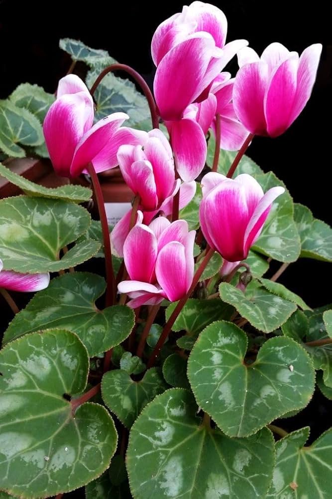 Pink & White Cyclamen Flower seeds for Planting - Cut Flower Favorite, Heirloom & GMO Free Seeds for Home Garden