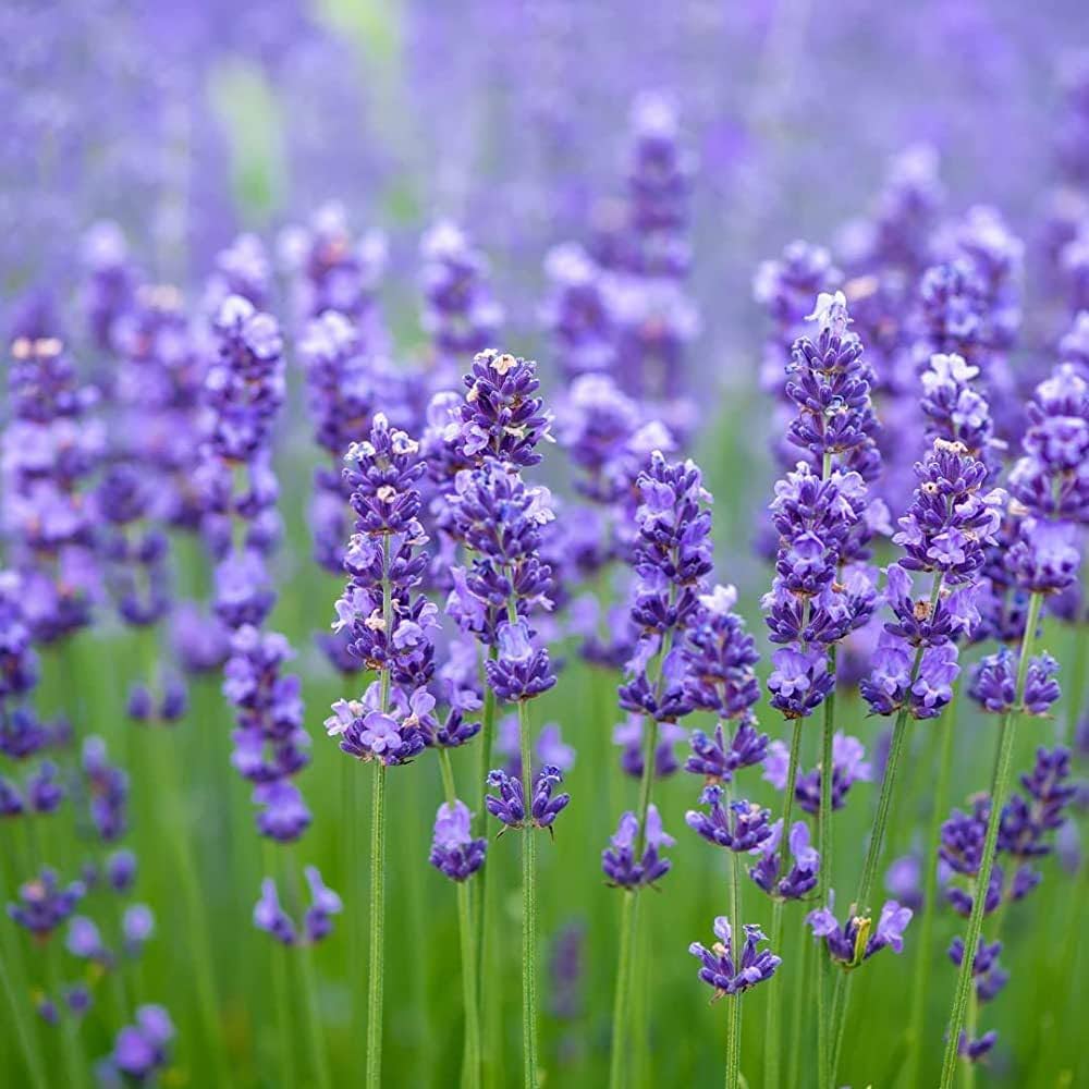 Lavender Flower seeds for Planting Garden Favorite Heirloom & GMO Free Seeds for Home Garden