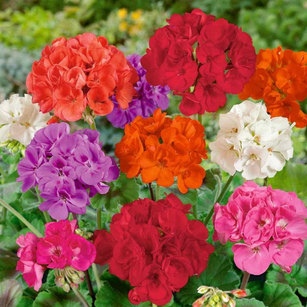 Mixed Geranium Flower Seeds for Vibrant Seasonal Blooms