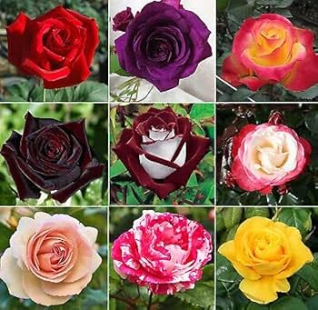 Mix Dragon Rose Flower seeds for Planting - Cottage Garden Essential, Heirloom & GMO Free Seeds for Home Garden