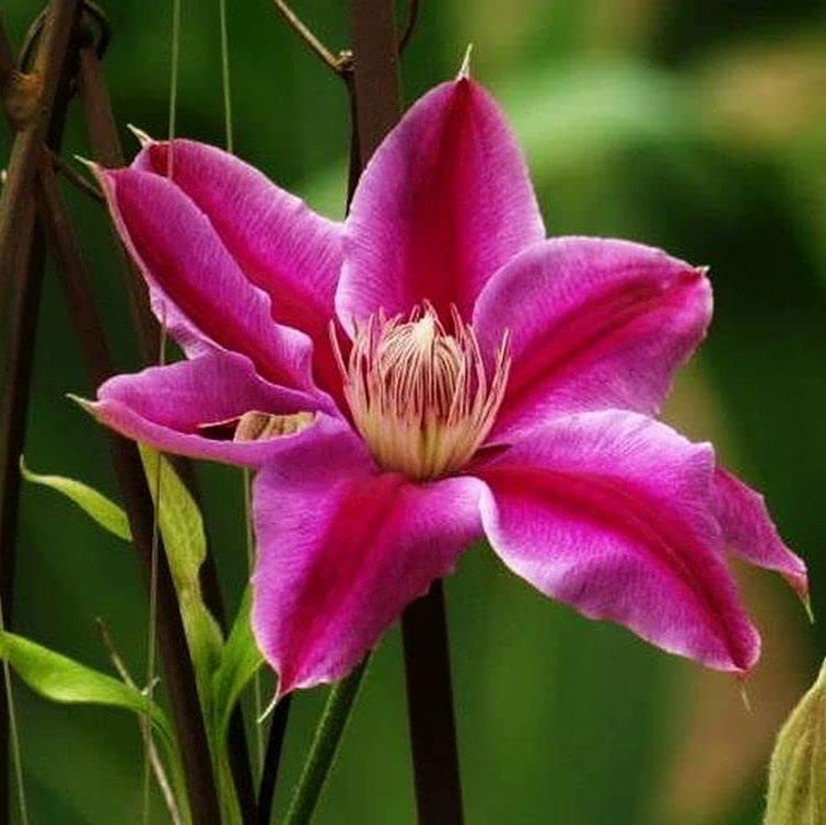 Clematis Mixed Colors Wonderful Large Blooms Perennial Vine Seeds