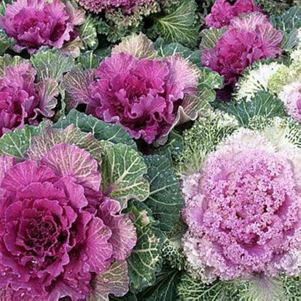 Flowering Cabbage Brassica oleracea Seeds for Planting in Vegetable Patch