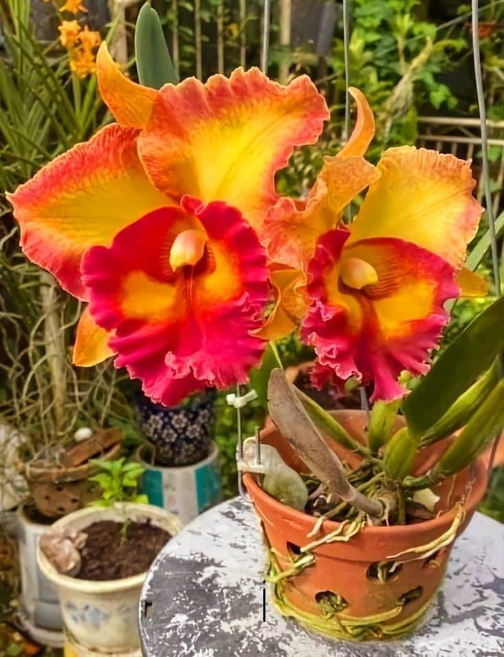 Orchid Orchidaceae Seeds for Planting for Home Garden