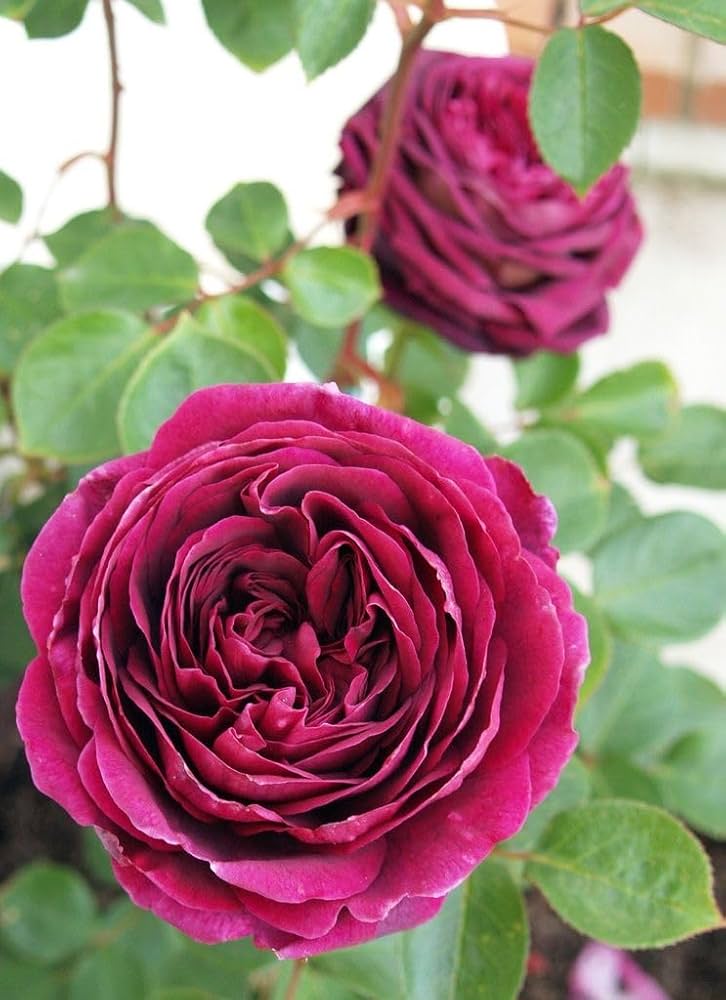 Purple Dragon Rose Flower seeds for Planting - Premium Quality, Heirloom & GMO Free Seeds for Home Garden