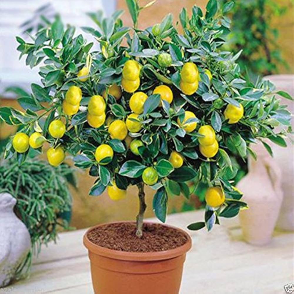 Lemon Tree Seeds with Hermetic Packaging for Planting tree garden