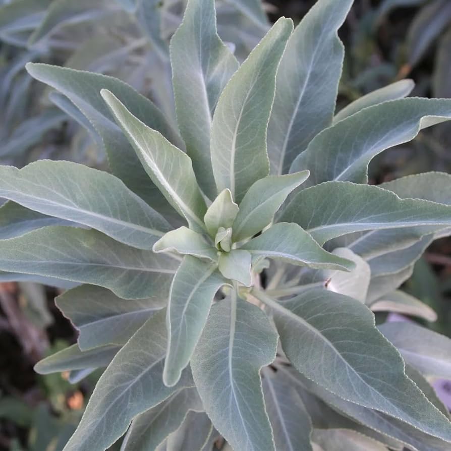 California White Sage Seeds for Planting - Great for Herb Garden & Home Garden