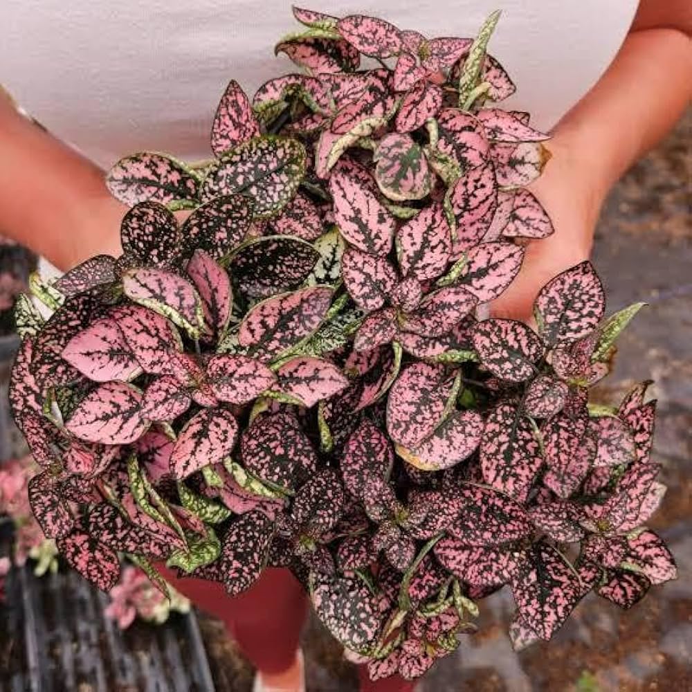 Pink Hypoestes Polka Flower seeds for Planting - Pollinator Friendly, Heirloom & GMO Free Seeds for Home Garden