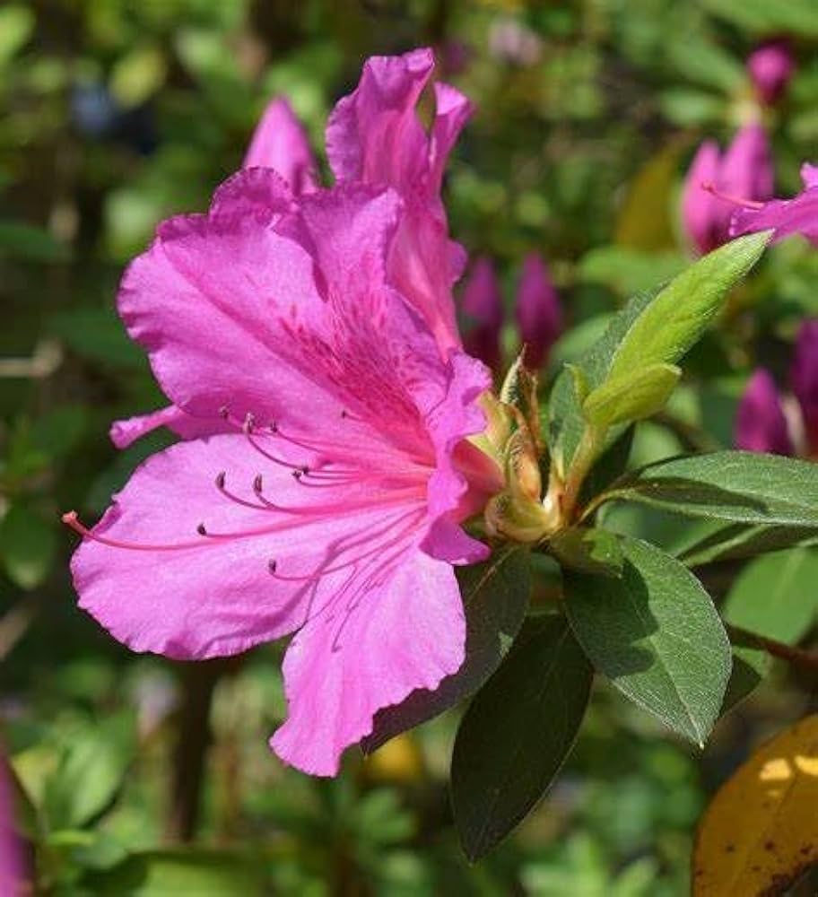 Evergrowseeds azalea rhododendron flower seeds for planting in garden, showing 20 colorful seed packets with vibrant flower images.