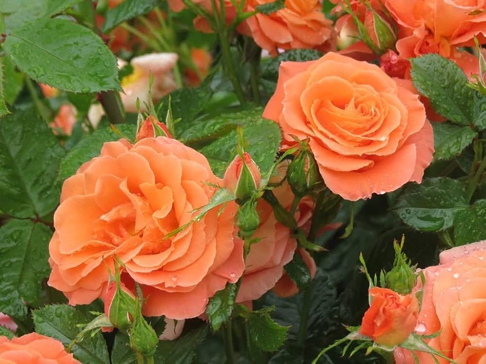 Evergrowseeds orange climbing rose flower seeds, vibrant rose blossoms, suitable for planting and garden decoration.