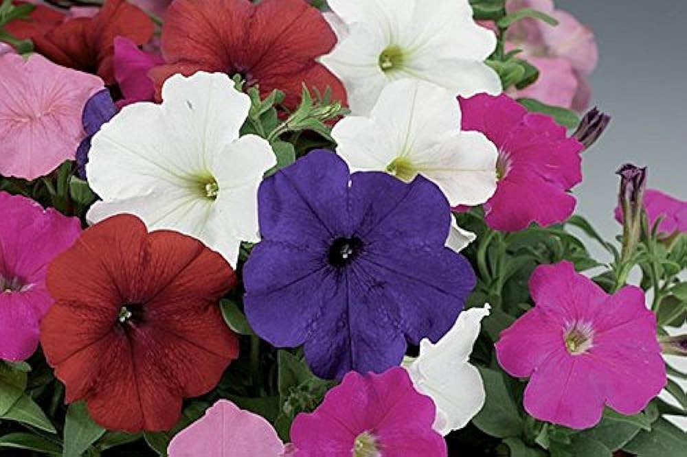 Petunia Candypops Concord Spring Mix Pelletized Seeds for Planting Bright Blooms