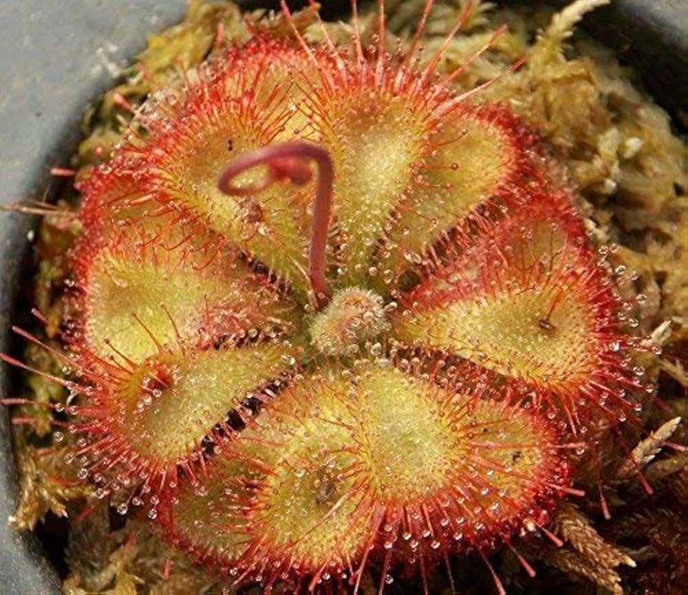 Pink Drosera Sundew Flower seeds for Planting - Bright Blooms, Heirloom & GMO Free Seeds for Home Garden