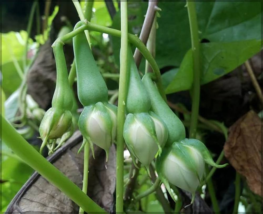 Clove Seeds Syzygium aromaticum for Planting in Herb Garden & Vegetable Patch - Evergrowseeds