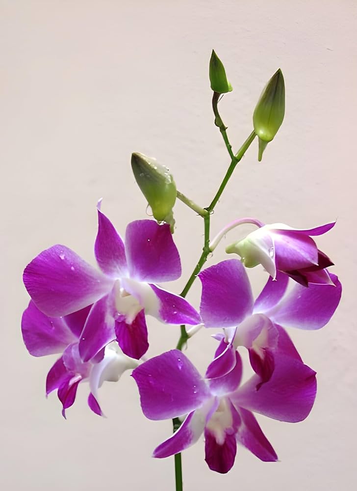 Japanese Tiger Orchid Dendrobium spp Flower Seeds for Planting in Orchid Garden