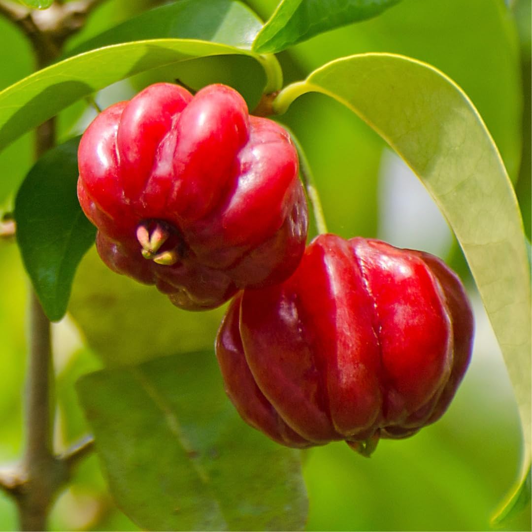 Pitanga Fruit Seeds for Planting - Grow Your Own Tropical Delight