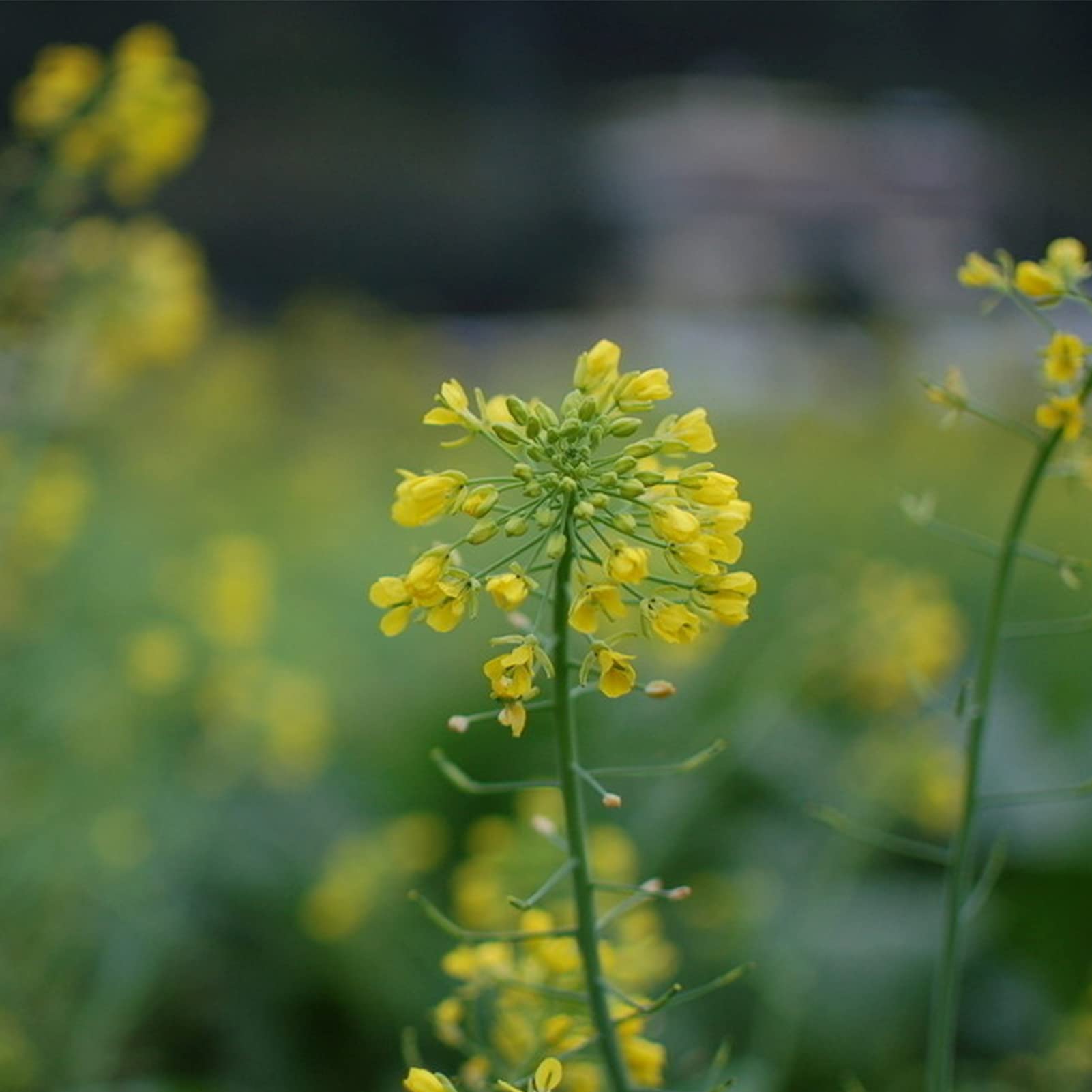 Rapeseed Flower Brassica napus Seeds for Planting vegetable patch urban garden