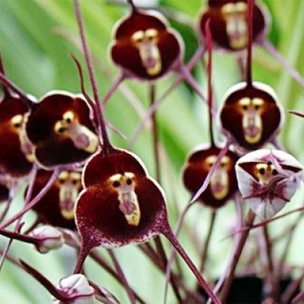 Monkey Face Orchid Flower Planting Seeds  Unique & Exotic Blooms for Your Garden - Evergrowseeds