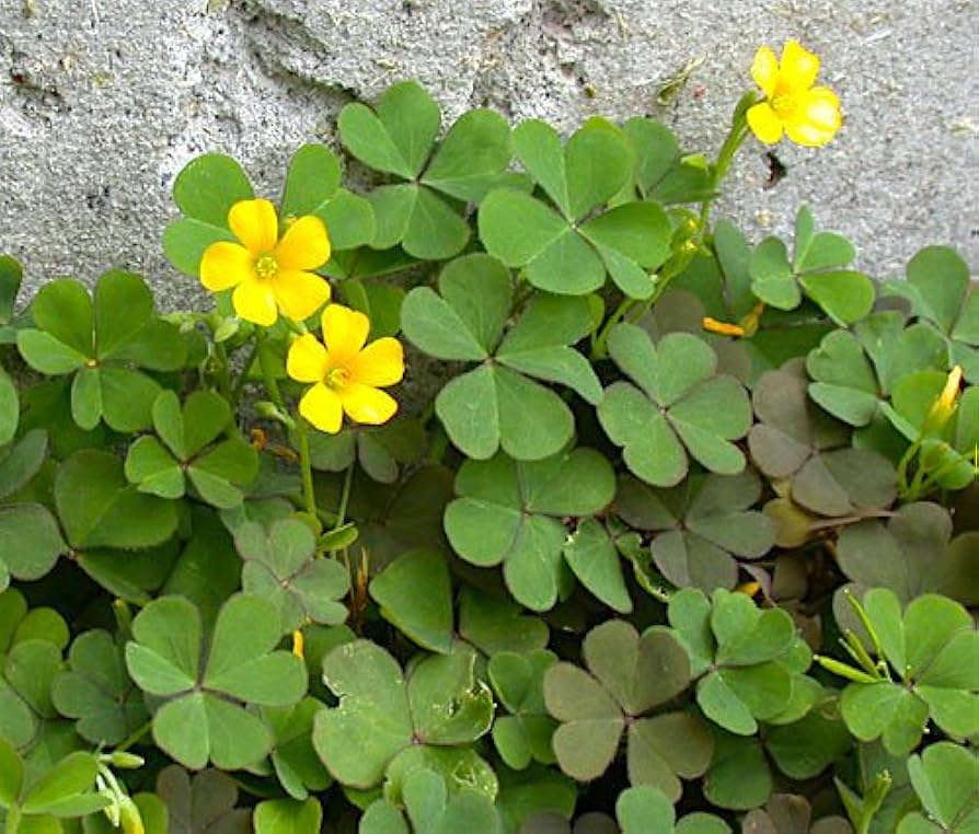 Creeping Woodsorrel Oxalis corniculata Seeds for Planting in Lawn