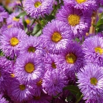 Purple Erigeron Speciosus Flower seeds for Planting - Wildflower Mix, Heirloom & GMO Free Seeds for Home Garden
 
 Sale seeds for planting in home garden