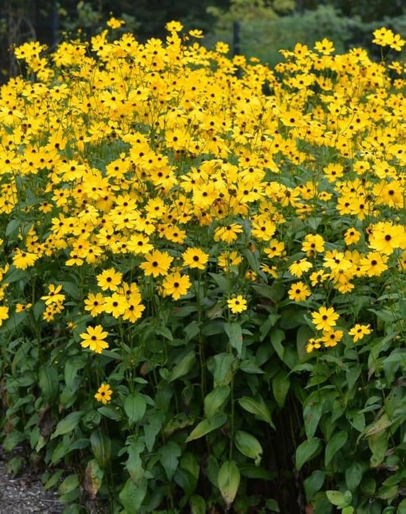 Yellow Rudbeckia Flower seeds for Planting - Cottage Garden Essential, Heirloom & GMO Free Seeds for Home Garden