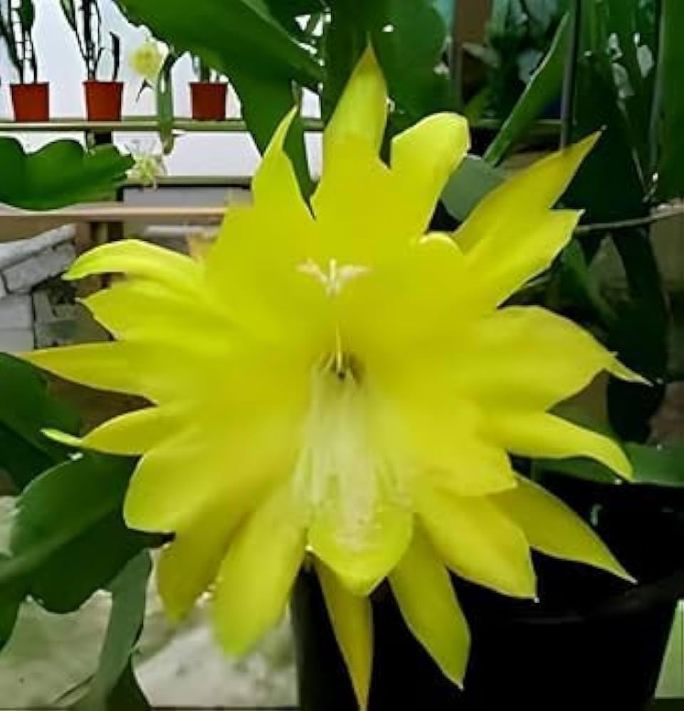 Epiphyllum Orchid Flower seeds for Planting - Pollinator Friendly, Heirloom & GMO Free Seeds for Home Garden