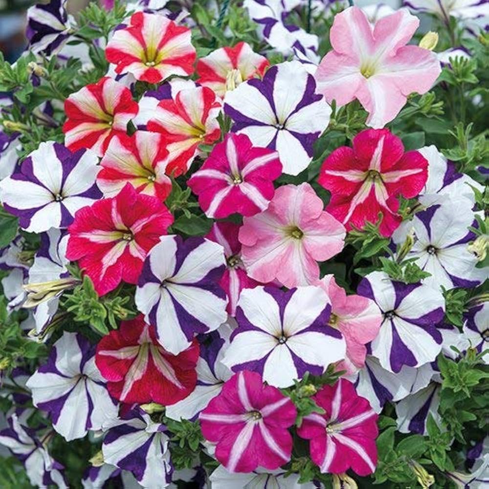 Pelleted Seeds Logro Mix Petunia Flowers