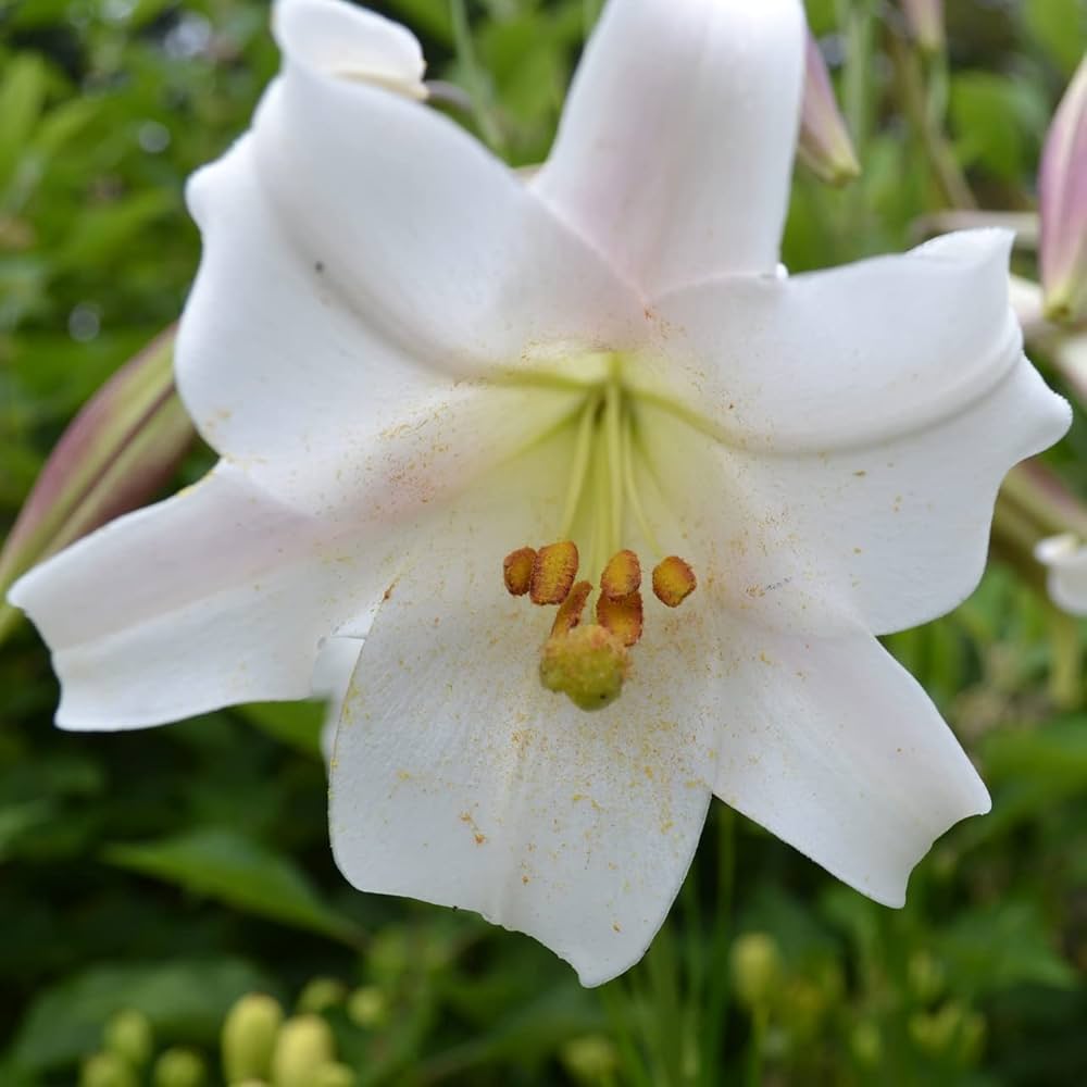 Garland Flame Lilium Brownii Seeds for Planting in Flower Bed & Garden