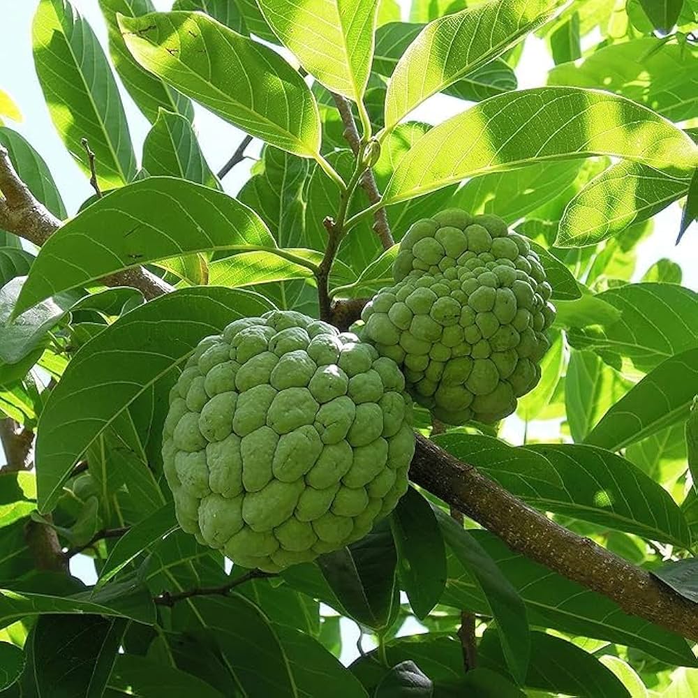 Green Custard Apple Fruit Seeds for Planting  Premium Quality for Home Gardens
