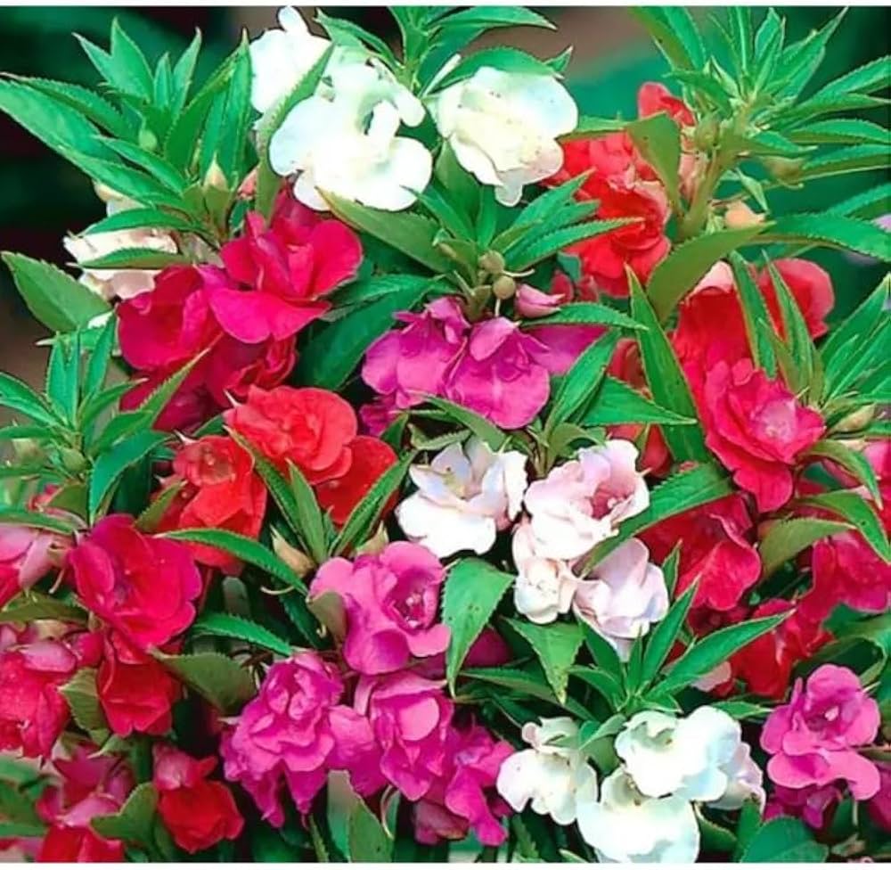 Rose Seeds for Planting - Classic Blooms for Flower Bed & Urban Garden
